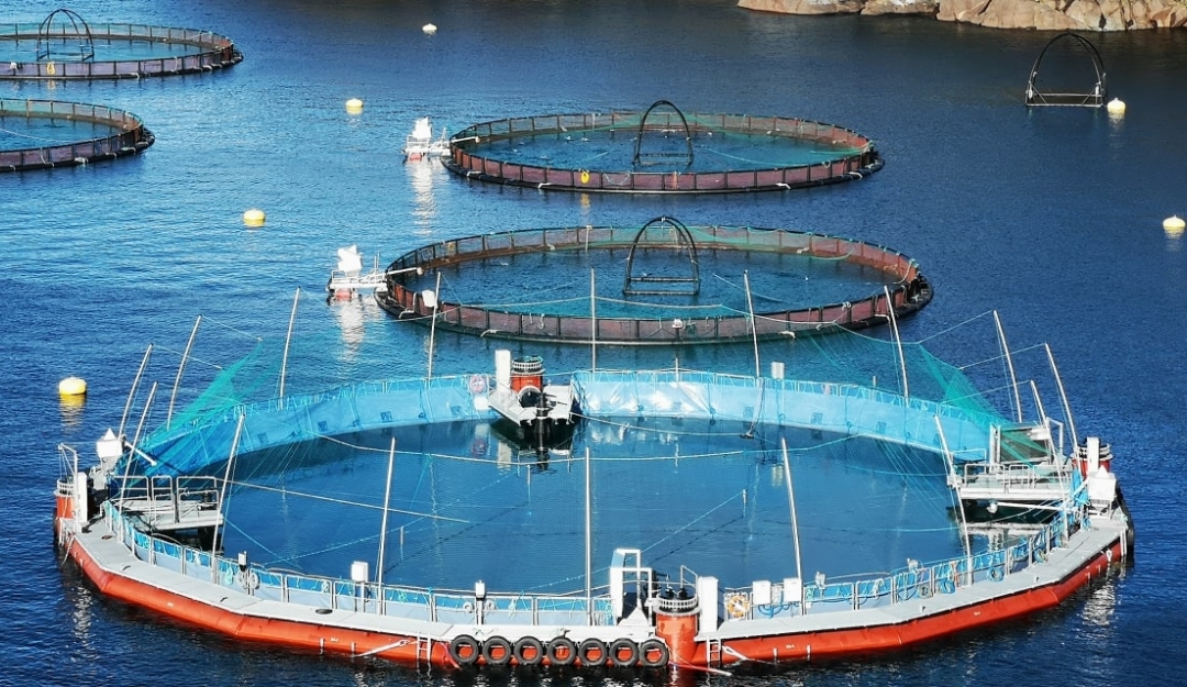 Flexible semi-closed cage in Norway